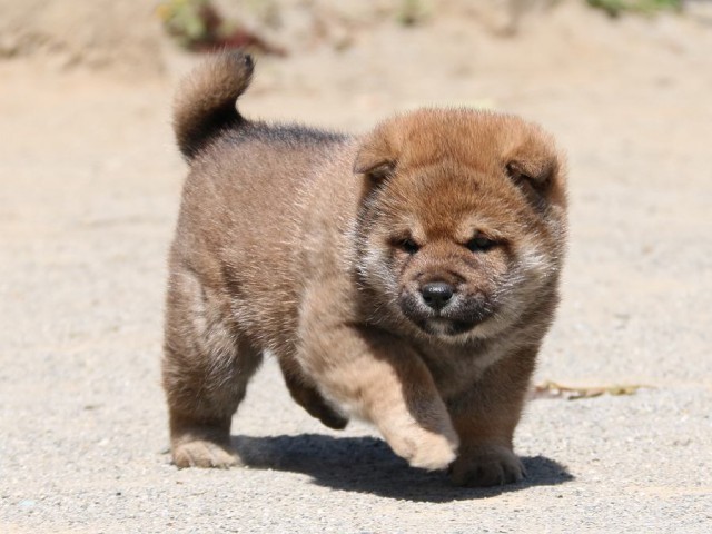IMG_1934-shiba-puppy IMG_1934-shiba-puppy