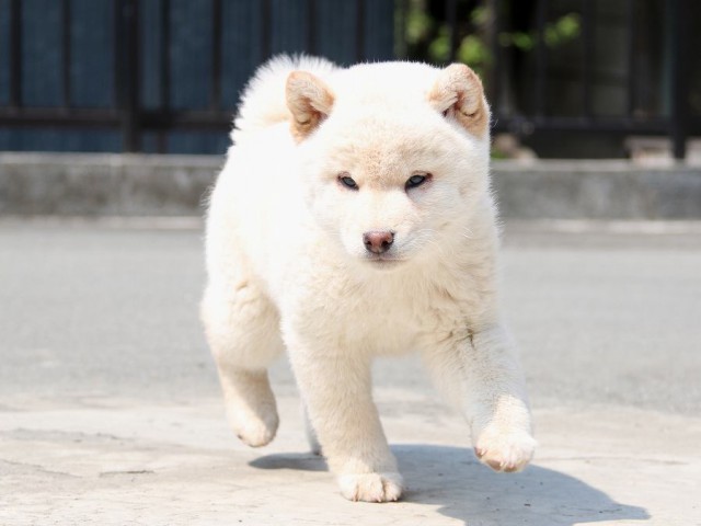 IMG_2256-shiba-puppy IMG_2256-shiba-puppy
