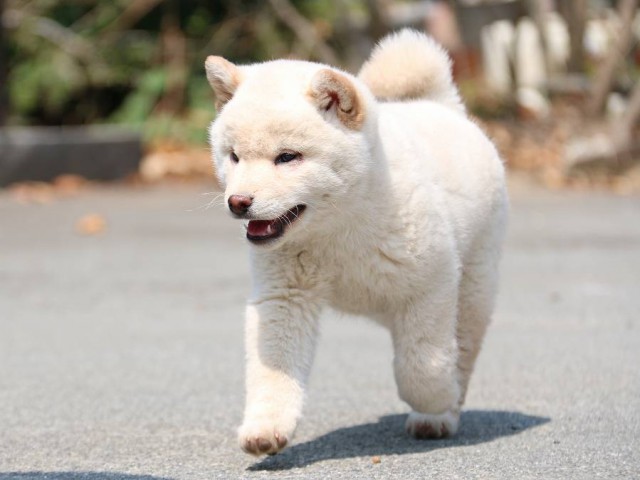 IMG_2267-shiba-puppy IMG_2267-shiba-puppy