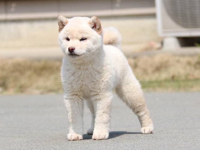 IMG_2295-shiba-puppy IMG_2295-shiba-puppy