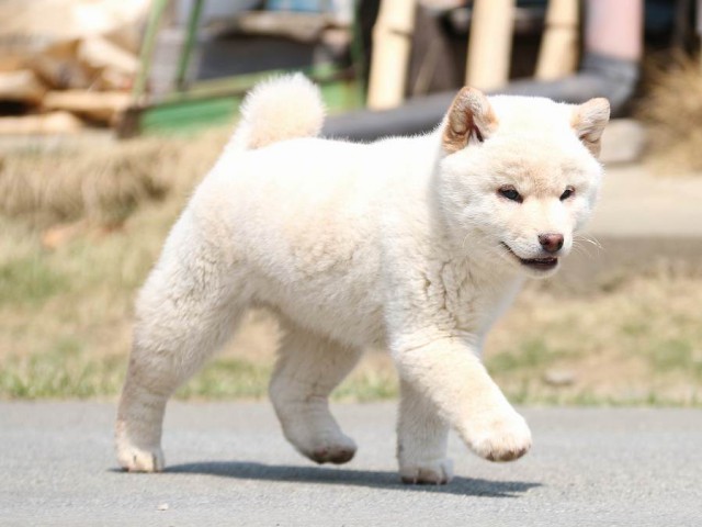 IMG_2311-shiba-puppy IMG_2311-shiba-puppy