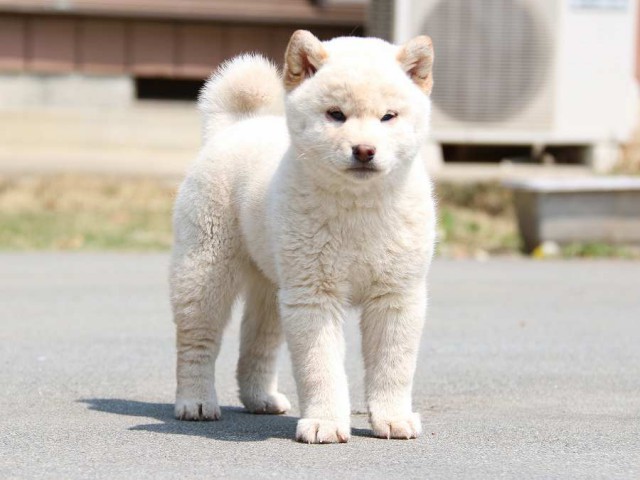 IMG_2320-shiba-puppy IMG_2320-shiba-puppy