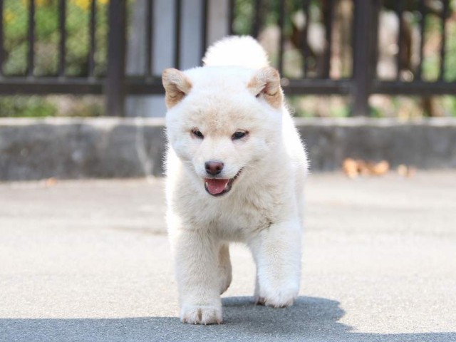 IMG_2369-shiba-puppy IMG_2369-shiba-puppy