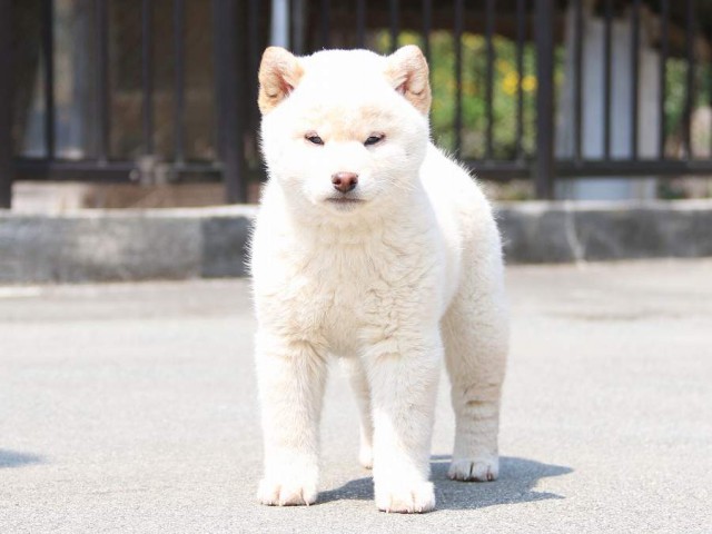 IMG_2400-shiba-puppy IMG_2400-shiba-puppy