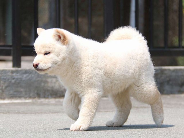 IMG_2411-shiba-puppy IMG_2411-shiba-puppy