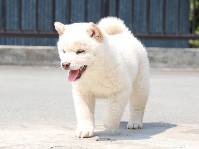 IMG_2440-shiba-puppy IMG_2440-shiba-puppy