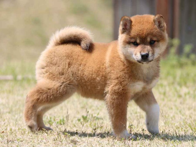 IMG_3494-shiba-puppy IMG_3494-shiba-puppy