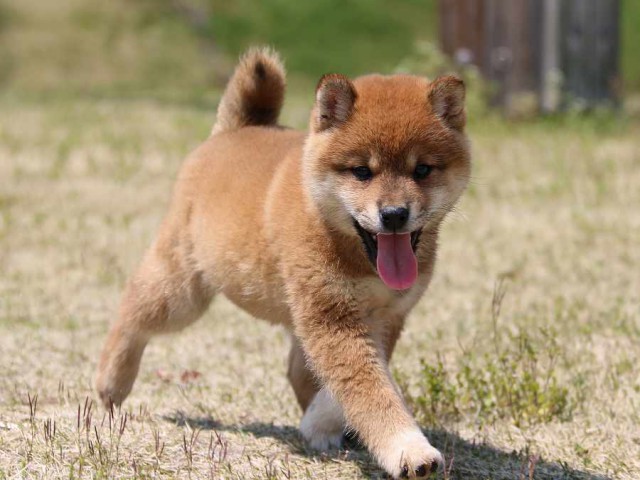 IMG_3500-shiba-puppy IMG_3500-shiba-puppy