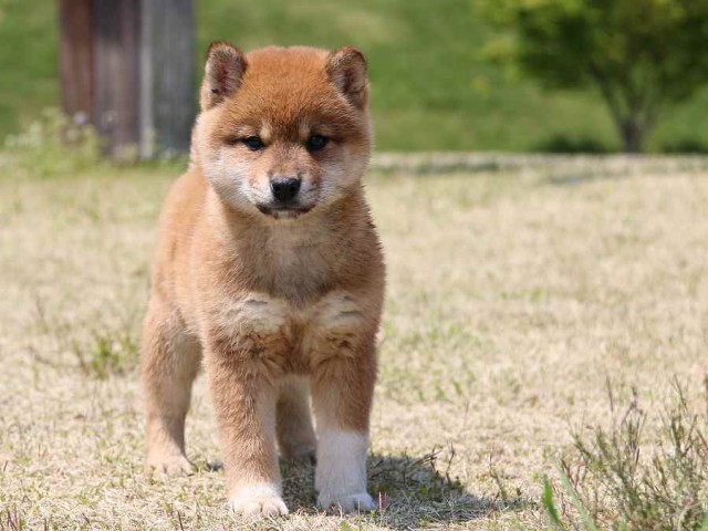 IMG_3507-shiba-puppy IMG_3507-shiba-puppy