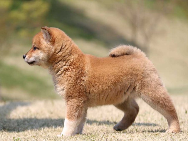 IMG_3520-shiba-puppy IMG_3520-shiba-puppy