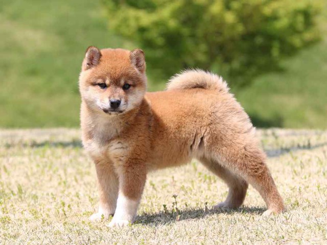 IMG_3555-shiba-puppy IMG_3555-shiba-puppy