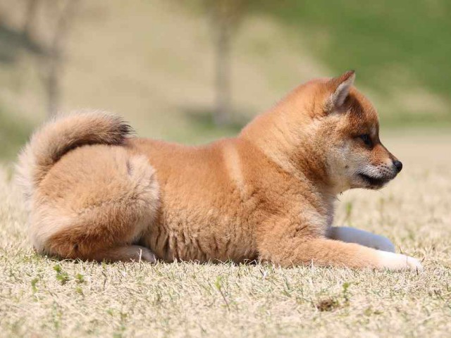 IMG_3579-shiba-puppy IMG_3579-shiba-puppy