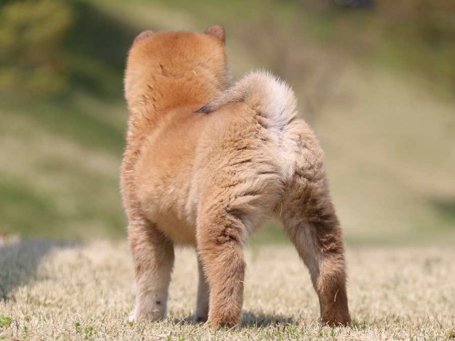 IMG_3583-shiba-puppy IMG_3583-shiba-puppy