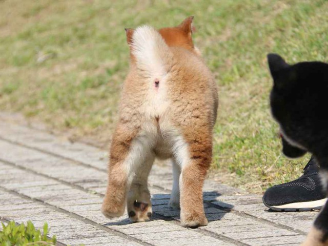 IMG_3779-shiba-puppy IMG_3779-shiba-puppy