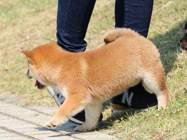 IMG_3895-shiba-puppy IMG_3895-shiba-puppy