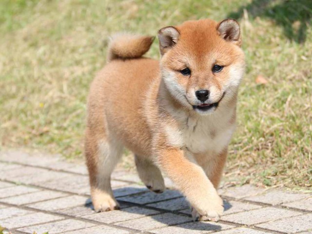 IMG_3916-shiba-puppy IMG_3916-shiba-puppy