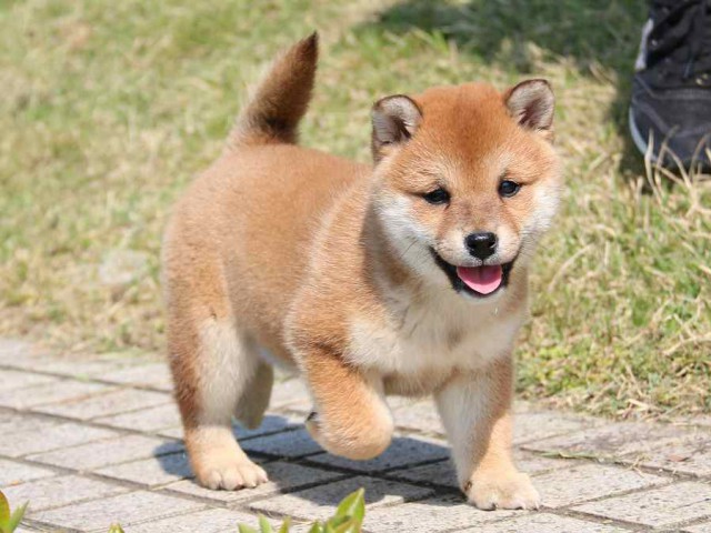 IMG_3917-shiba-puppy IMG_3917-shiba-puppy