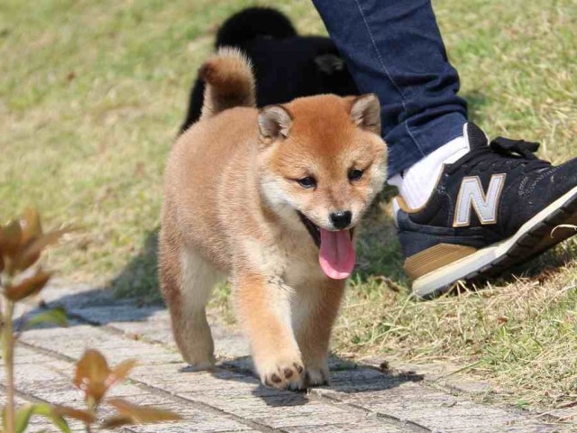 IMG_3961-shiba-puppy IMG_3961-shiba-puppy