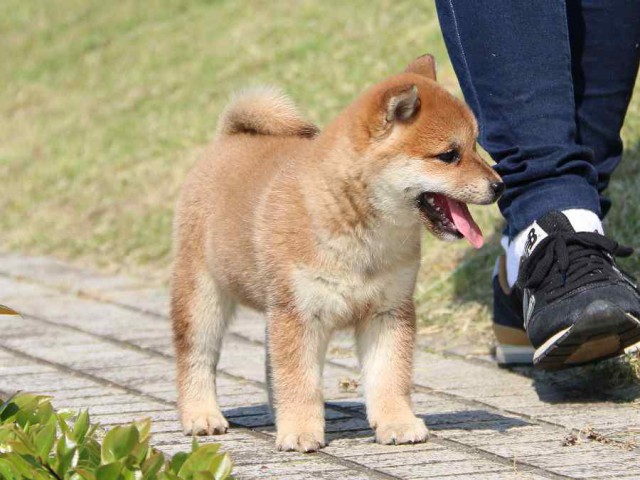 IMG_3965-shiba-puppy IMG_3965-shiba-puppy