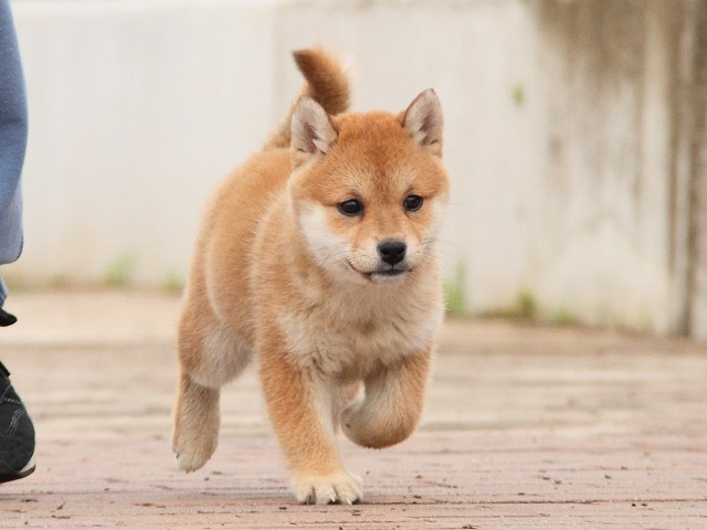 IMG_6630-shiba-puppy IMG_6630-shiba-puppy
