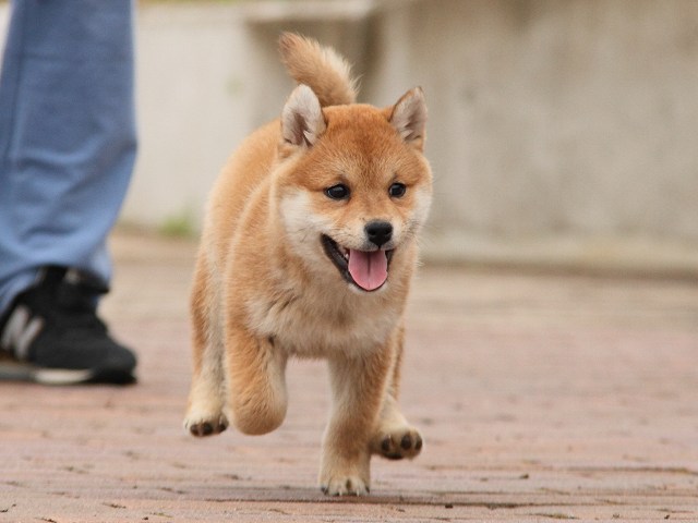 IMG_6634-shiba-puppy IMG_6634-shiba-puppy