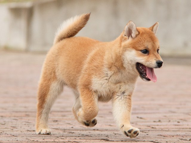 IMG_6641-shiba-puppy IMG_6641-shiba-puppy