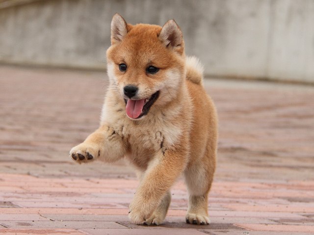 IMG_6649-shiba-puppy IMG_6649-shiba-puppy