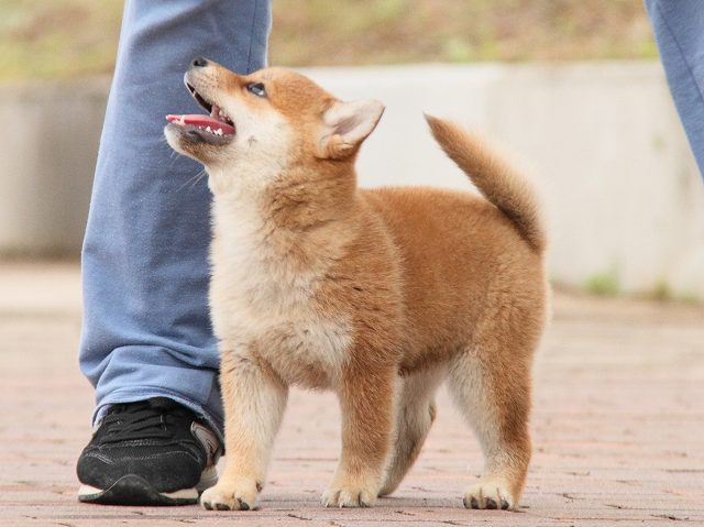 IMG_6655-shiba-puppy IMG_6655-shiba-puppy