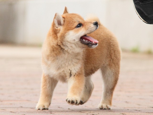 IMG_6657-shiba-puppy IMG_6657-shiba-puppy