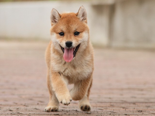 IMG_6663-shiba-puppy IMG_6663-shiba-puppy