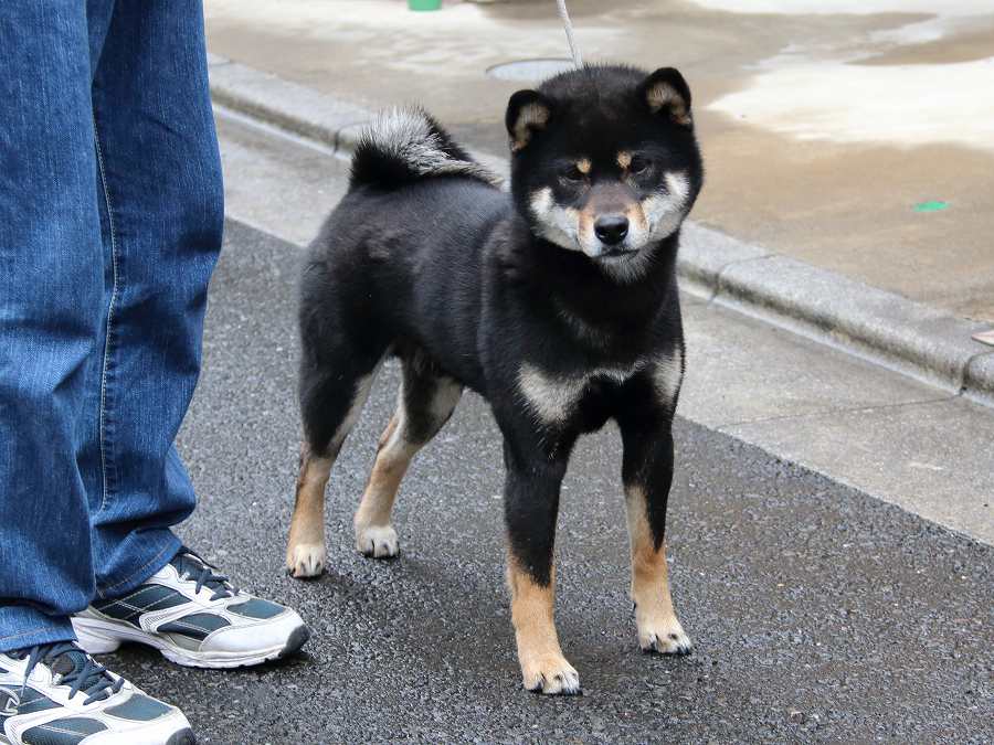 kokusyouriki
