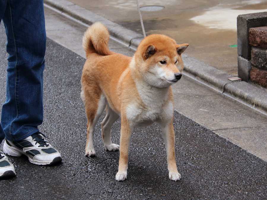 yama-sakura