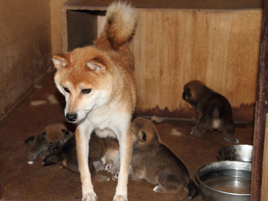 2025-IMG_3647-shibainu