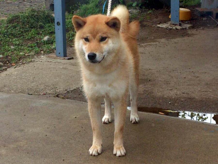 2025-shibainu-koinu