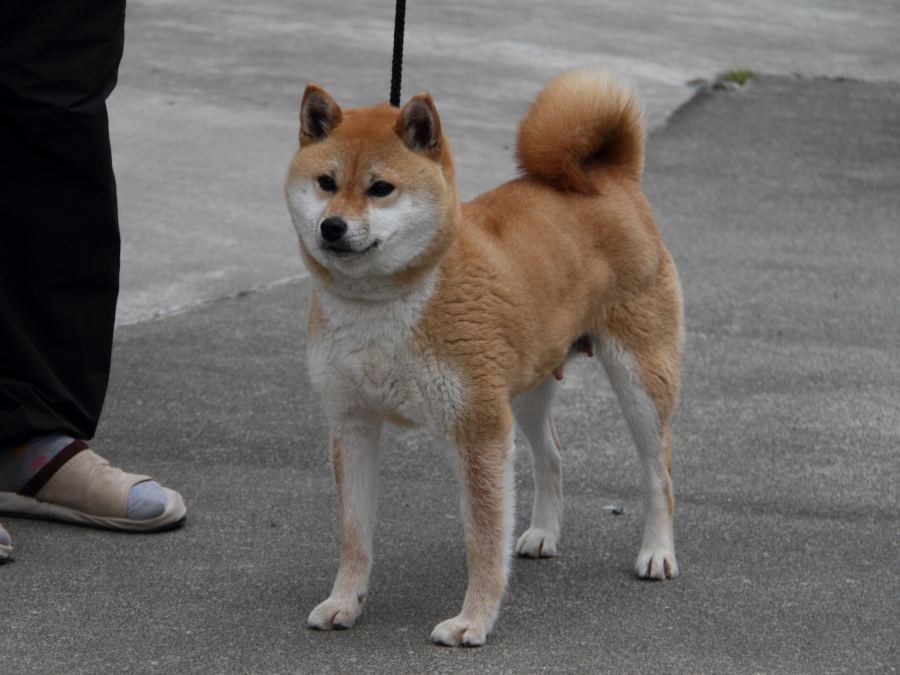 DPP_0292-shibainu