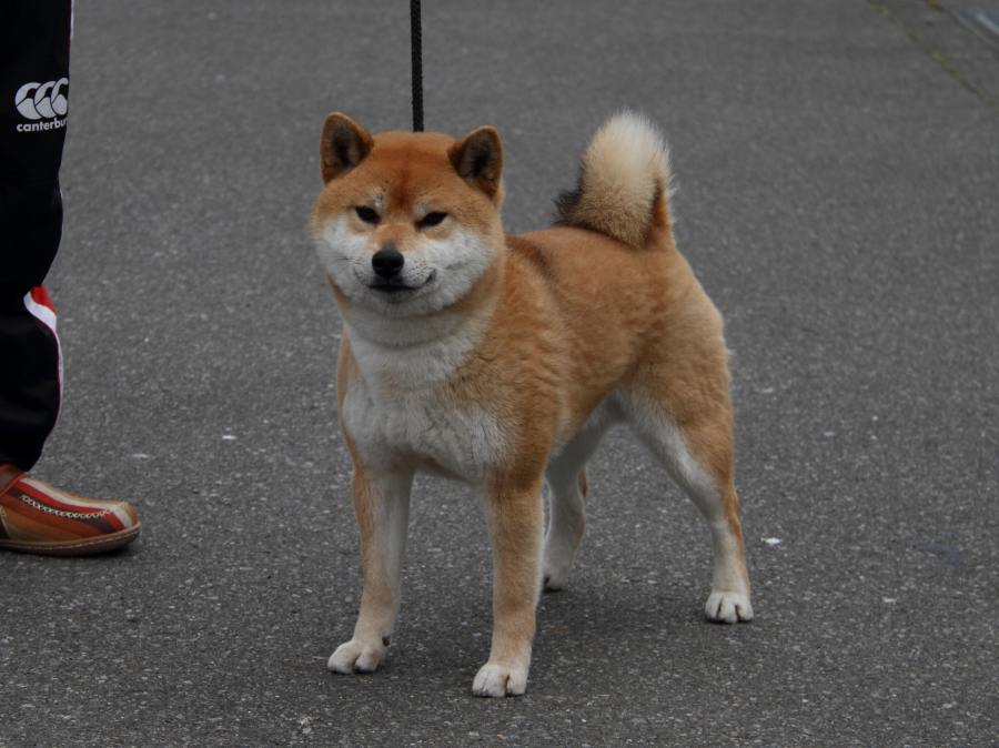 DPP_0299-shibainu