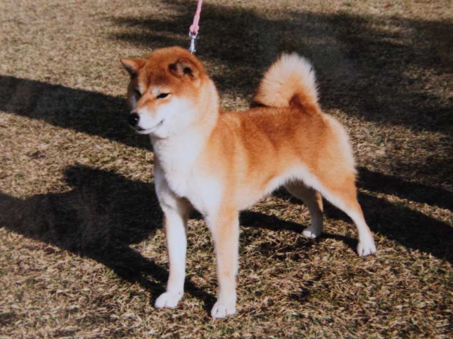 DPP_0366-koinu