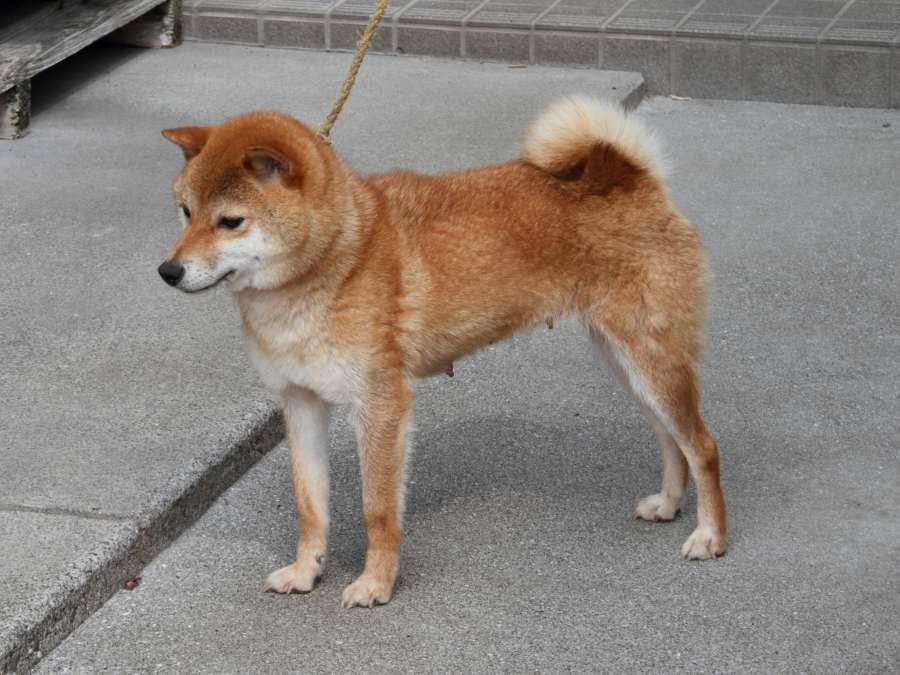 DPP_0370-koinu