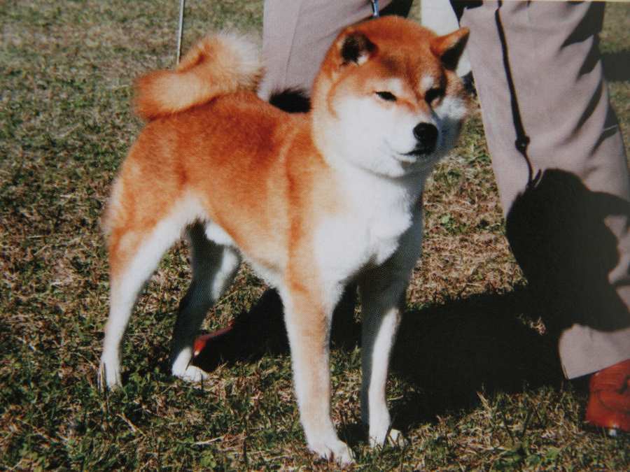 DPP_0386-koinu