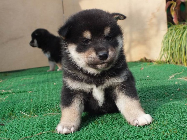 DSCF2465-shibainu-koinu DSCF2465-shibainu-koinu