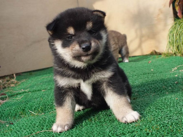 DSCF2466-shibainu-koinu DSCF2466-shibainu-koinu