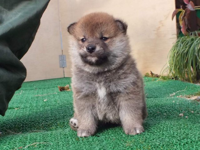 DSCF2485-shibainu-koinu DSCF2485-shibainu-koinu