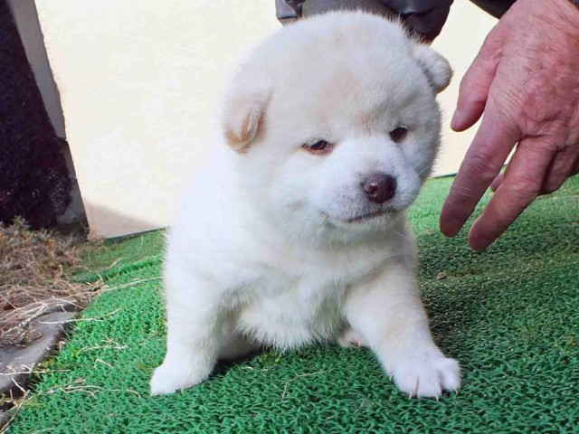 DSCF2505-shibainu-koinu DSCF2505-shibainu-koinu