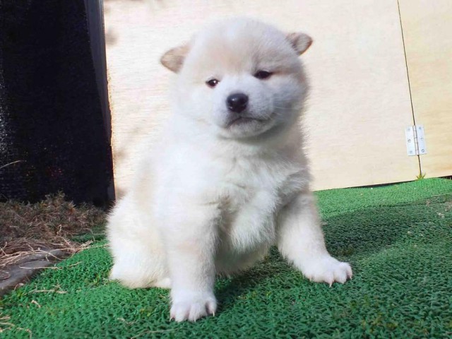 DSCF2513-shibainu-koinu DSCF2513-shibainu-koinu