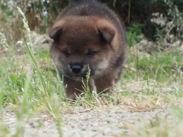 DSCF2576-shiba-puppy DSCF2576-shiba-puppy