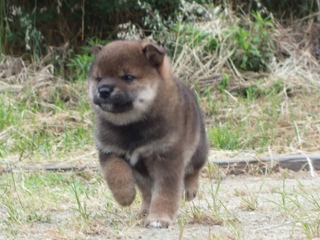 DSCF2579-shiba-puppy DSCF2579-shiba-puppy
