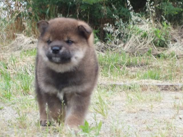 DSCF2582-shiba-puppy DSCF2582-shiba-puppy
