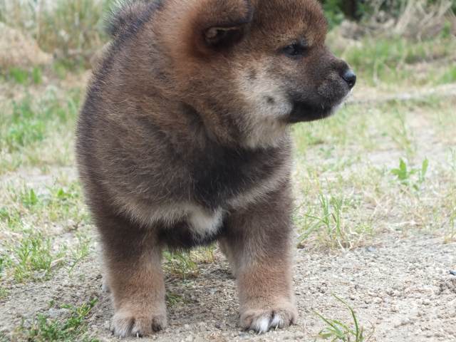DSCF2583-shiba-puppy DSCF2583-shiba-puppy