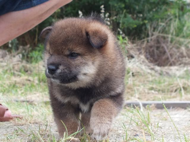 DSCF2585-shiba-puppy DSCF2585-shiba-puppy