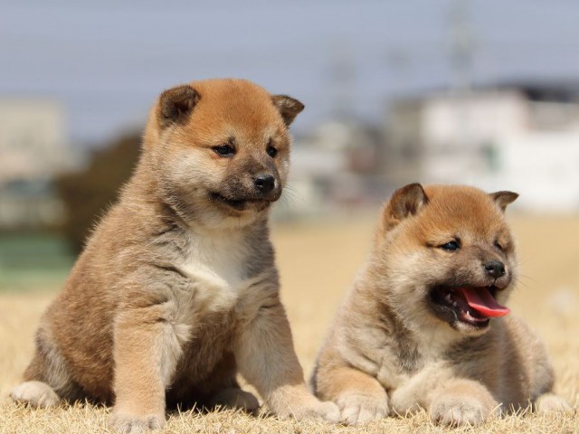 IMG_0015-koinu-puppy IMG_0015-koinu-puppy